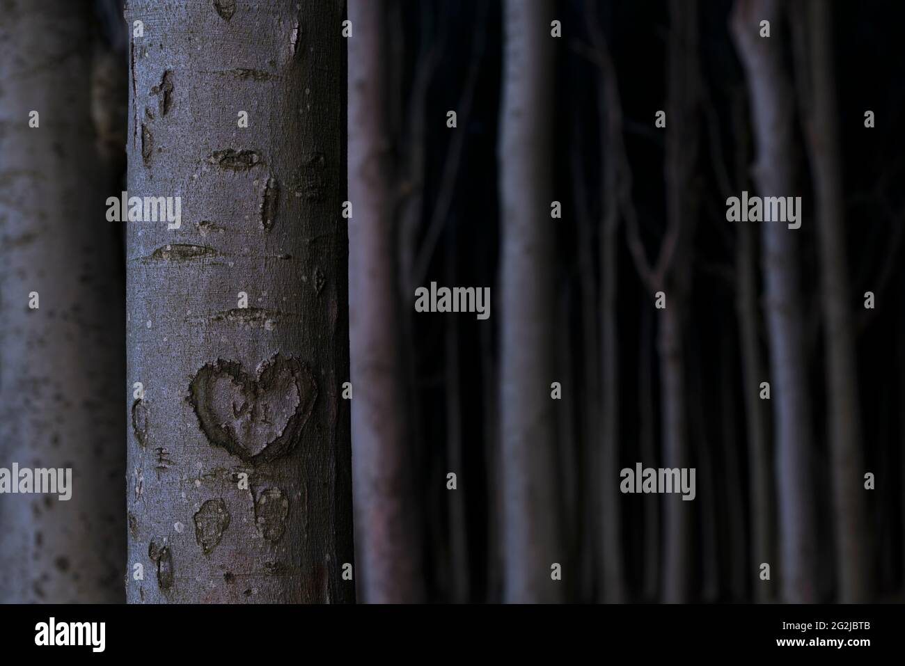 carved heart on a tree trunk, evening mood in the ghost forest near Nienhagen, Germany, Mecklenburg-Western Pomerania, Baltic Sea coast Stock Photo