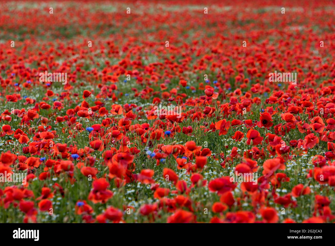 Poppy field near Lubmin, Germany, Mecklenburg-Western Pomerania, Baltic coast Stock Photo