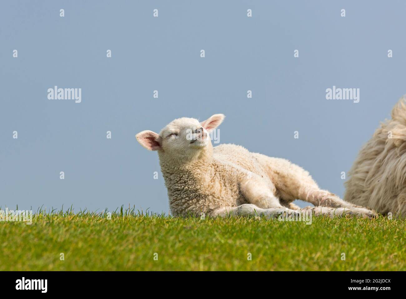 young sheep on the dike, Westerhever, Eiderstedt peninsula, Schleswig-Holstein Wadden Sea National Park, Germany, Schleswig-Holstein, North Sea coast Stock Photo
