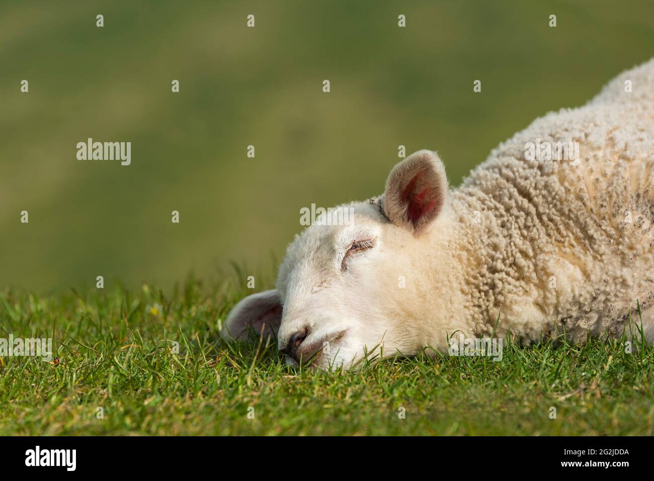 young sheep on the dike, Westerhever, Eiderstedt peninsula, Schleswig-Holstein Wadden Sea National Park, Germany, Schleswig-Holstein, North Sea coast Stock Photo
