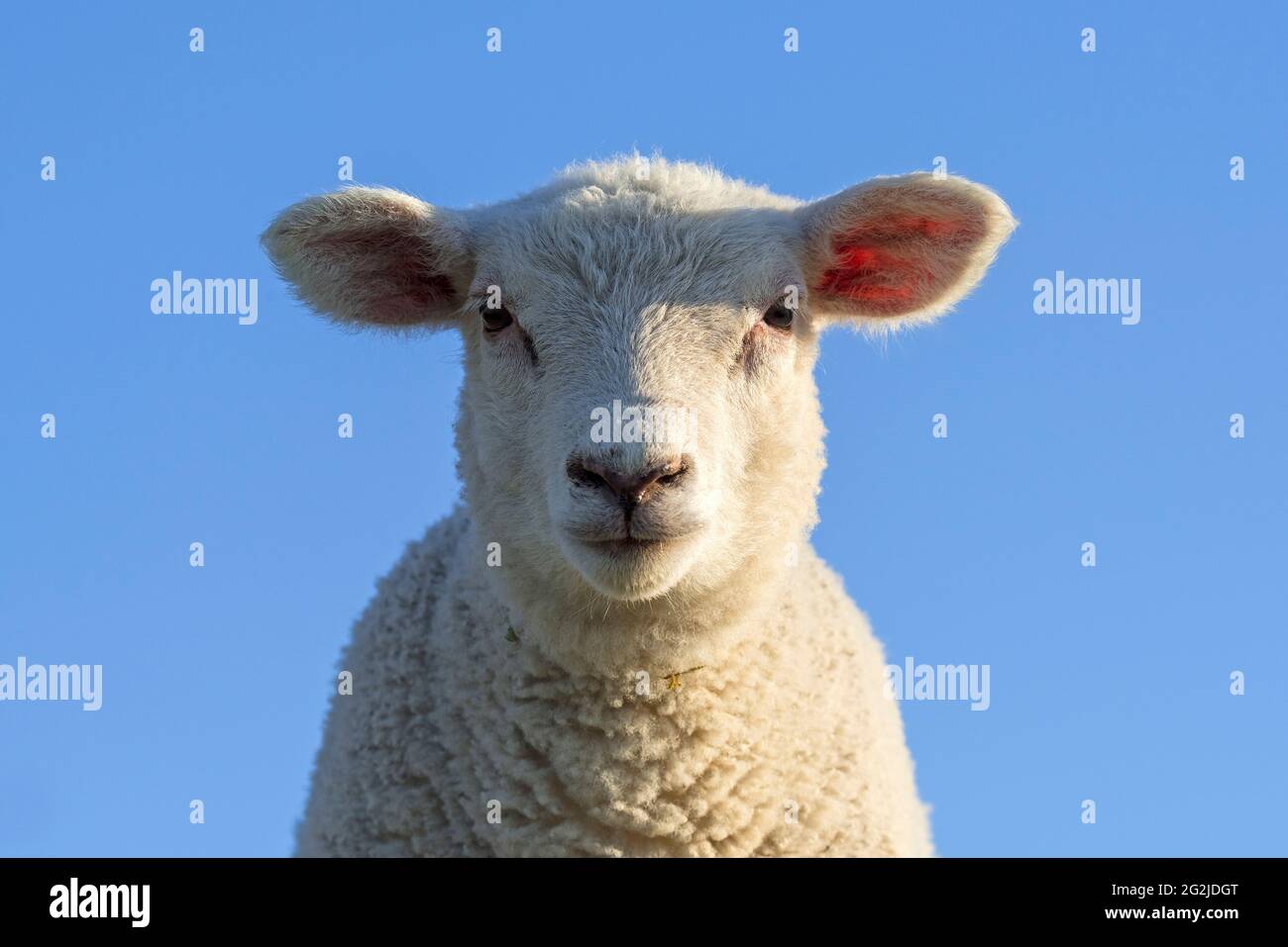 Sheep against a blue sky, on the dike at Westerhever, Eiderstedt peninsula, Schleswig-Holstein Wadden Sea National Park, Germany, Schleswig-Holstein, North Sea coast Stock Photo
