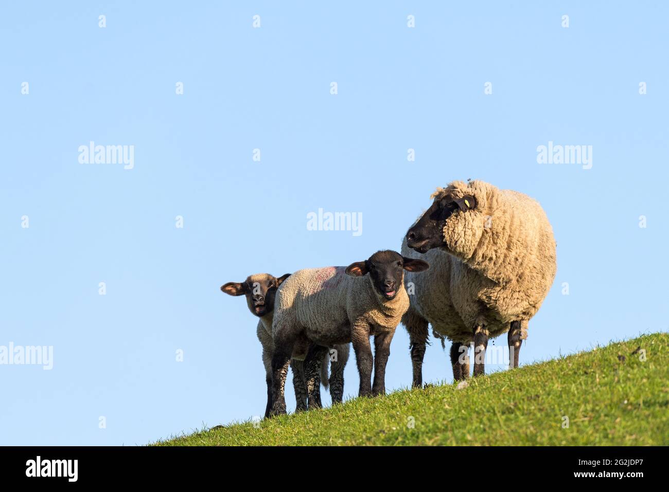 Sheep family on the dike, mother with two cubs, Westerhever, Eiderstedt peninsula, Schleswig-Holstein Wadden Sea National Park, Germany, Schleswig-Holstein, North Sea coast Stock Photo