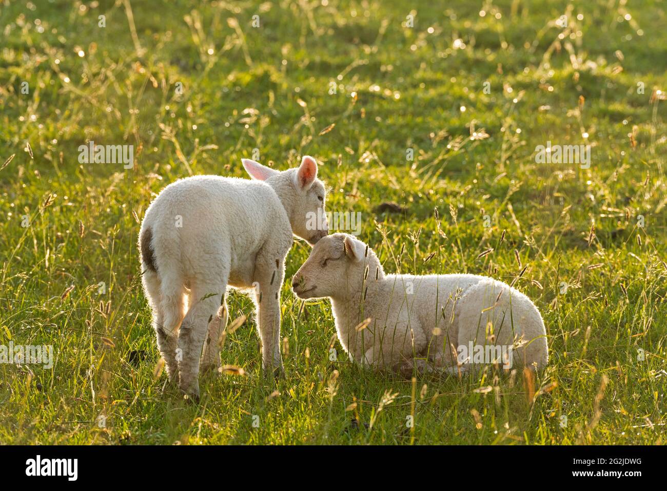 Lambs near Westerhever, sibling pair, evening light, Eiderstedt peninsula, Schleswig-Holstein Wadden Sea National Park, Germany, Schleswig-Holstein, North Sea coast Stock Photo