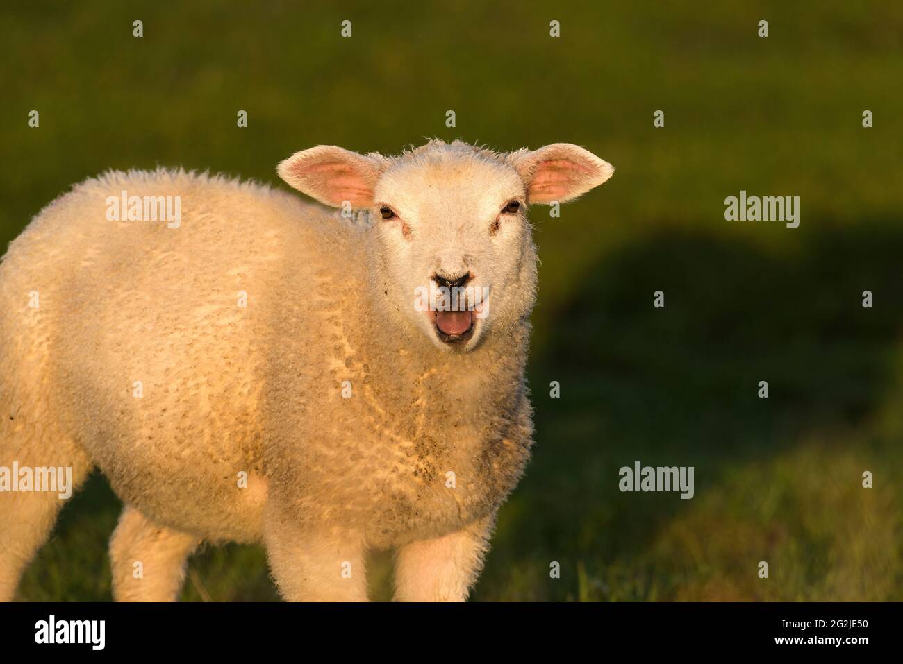 Sheep near Westerhever, evening light, Eiderstedt peninsula, Schleswig-Holstein Wadden Sea National Park, Germany, Schleswig-Holstein, North Sea coast Stock Photo