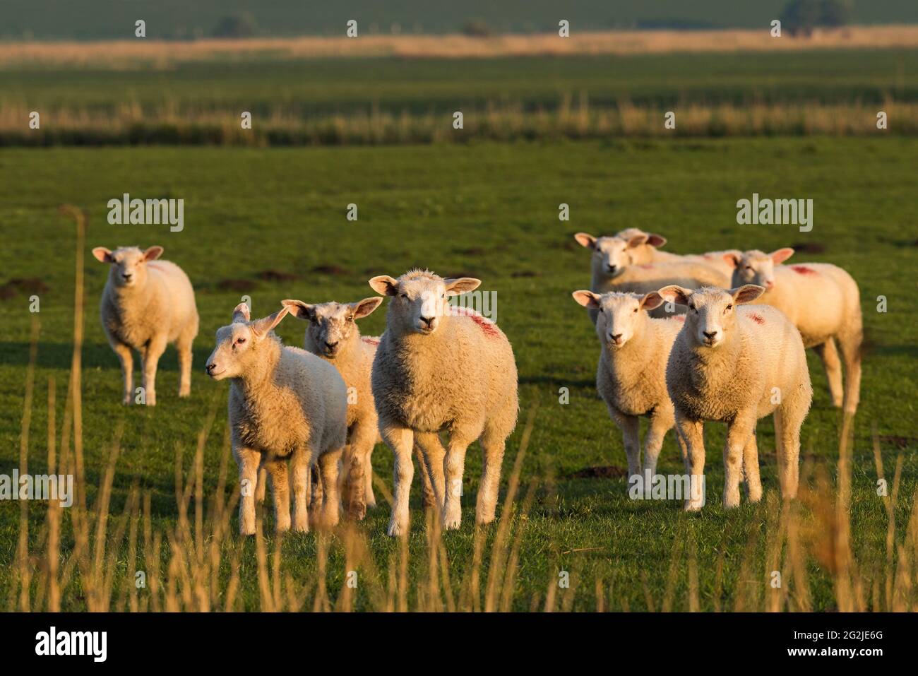 Flock of sheep near Westerhever, evening light, Eiderstedt peninsula, Schleswig-Holstein Wadden Sea National Park, Germany, Schleswig-Holstein, North Sea coast Stock Photo