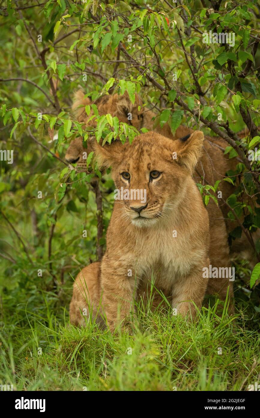 Young lion cub sits hi-res stock photography and images - Alamy
