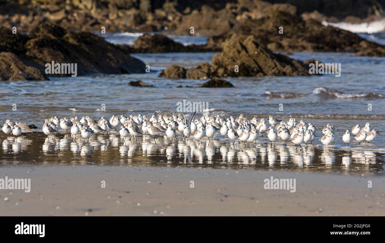 Sanderlings on the beach, Anse de Dinan, Presqu´Ile de Crozon, France, Brittany, Finistère department Stock Photo