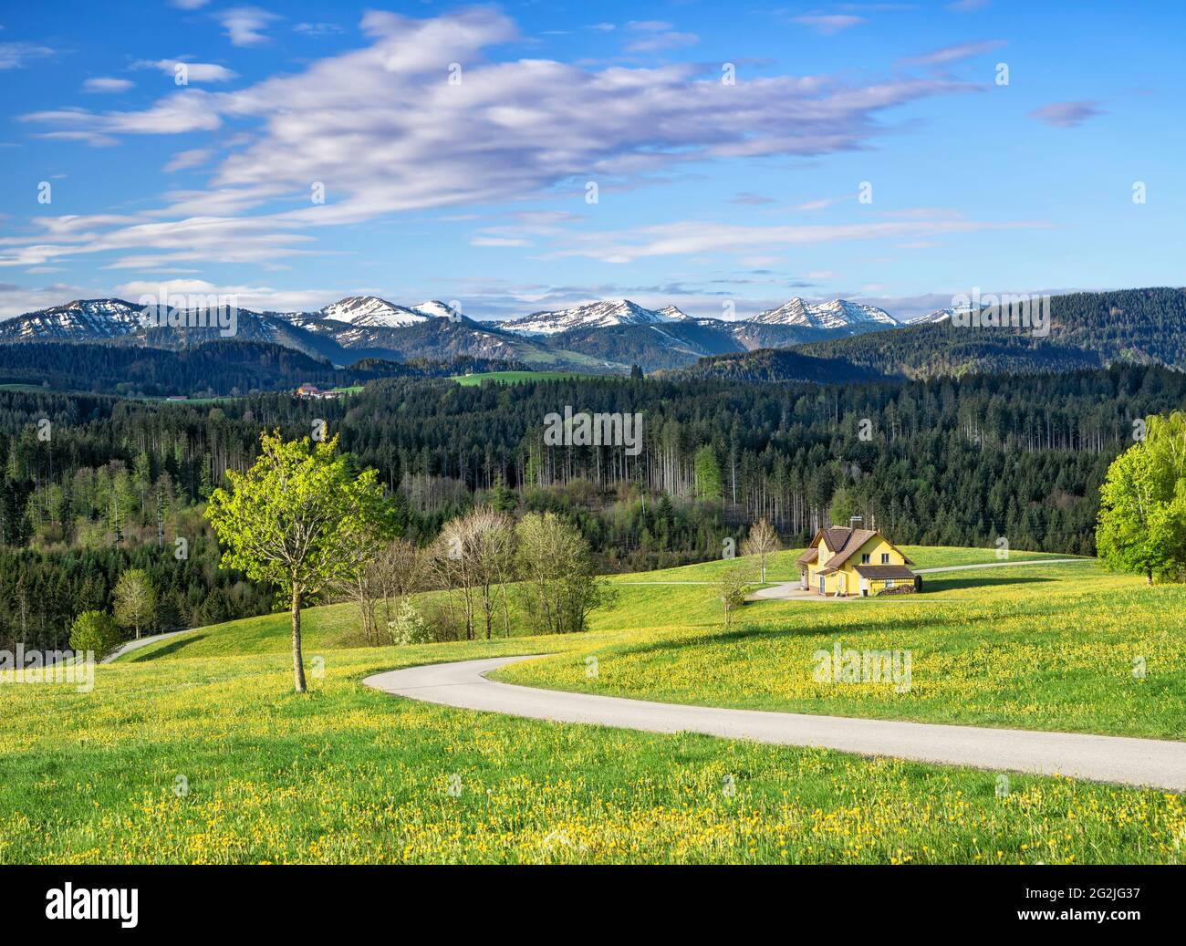 Spring in the Allgäu. Flower meadow, house and forests in front of snow-capped mountains and blue sky near Buchenberg. Allgäu, Bavaria, Germany, Europe Stock Photo