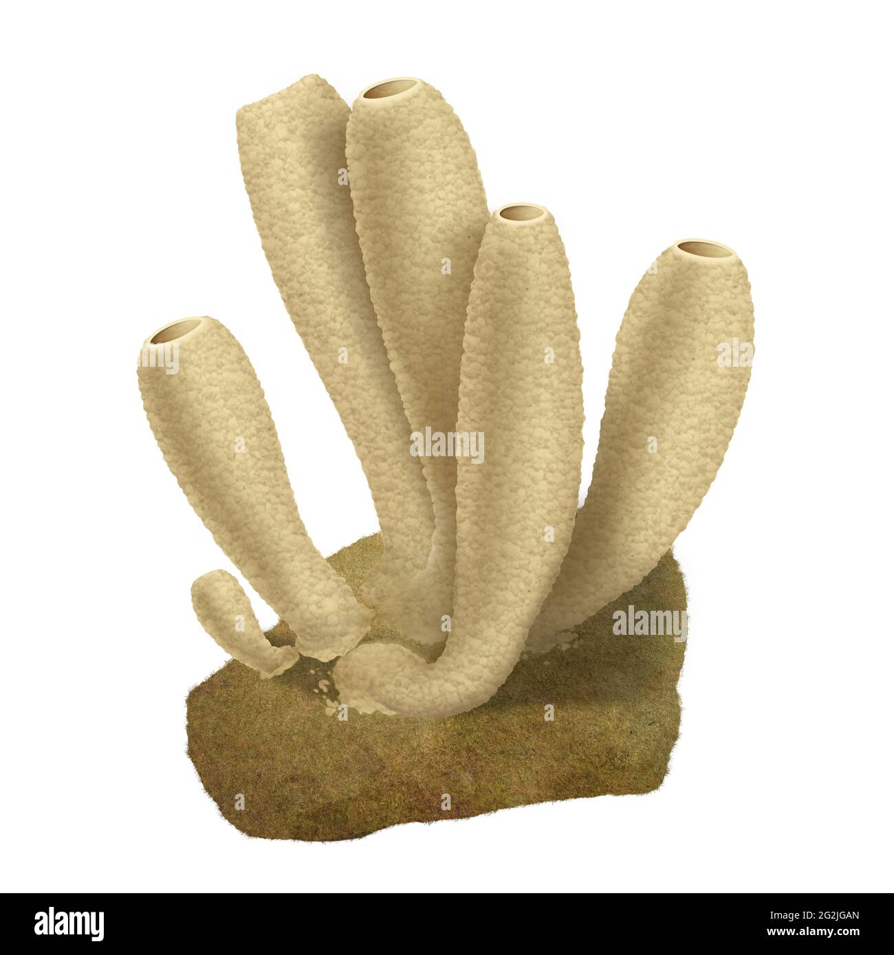 Sea sponge. Underwater marine life Stock Photo Alamy