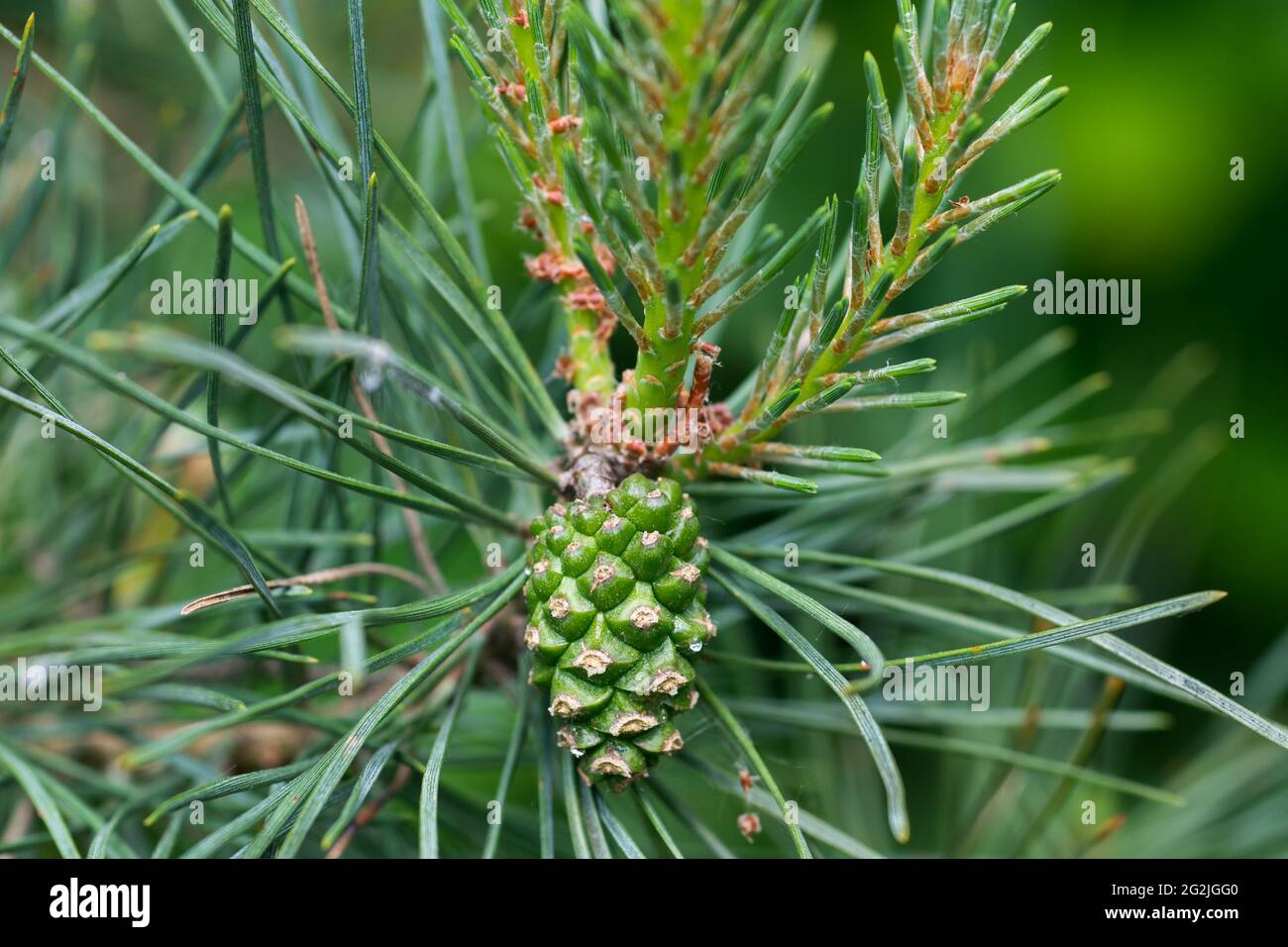 Pinus sylvestris seed hi-res stock photography and images - Alamy