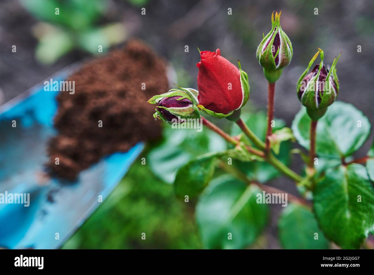 Gardening, fertilizing, rose bush, red roses, flowering, buds, blue garden shovel Stock Photo