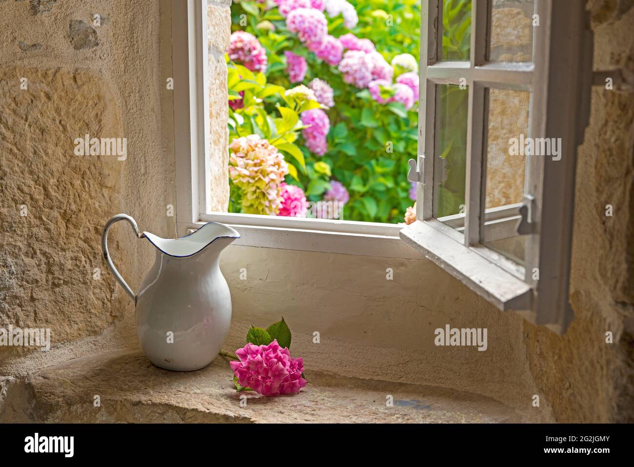Still life, old enamel jug and hydrangea flower, Brittany, France Stock Photo
