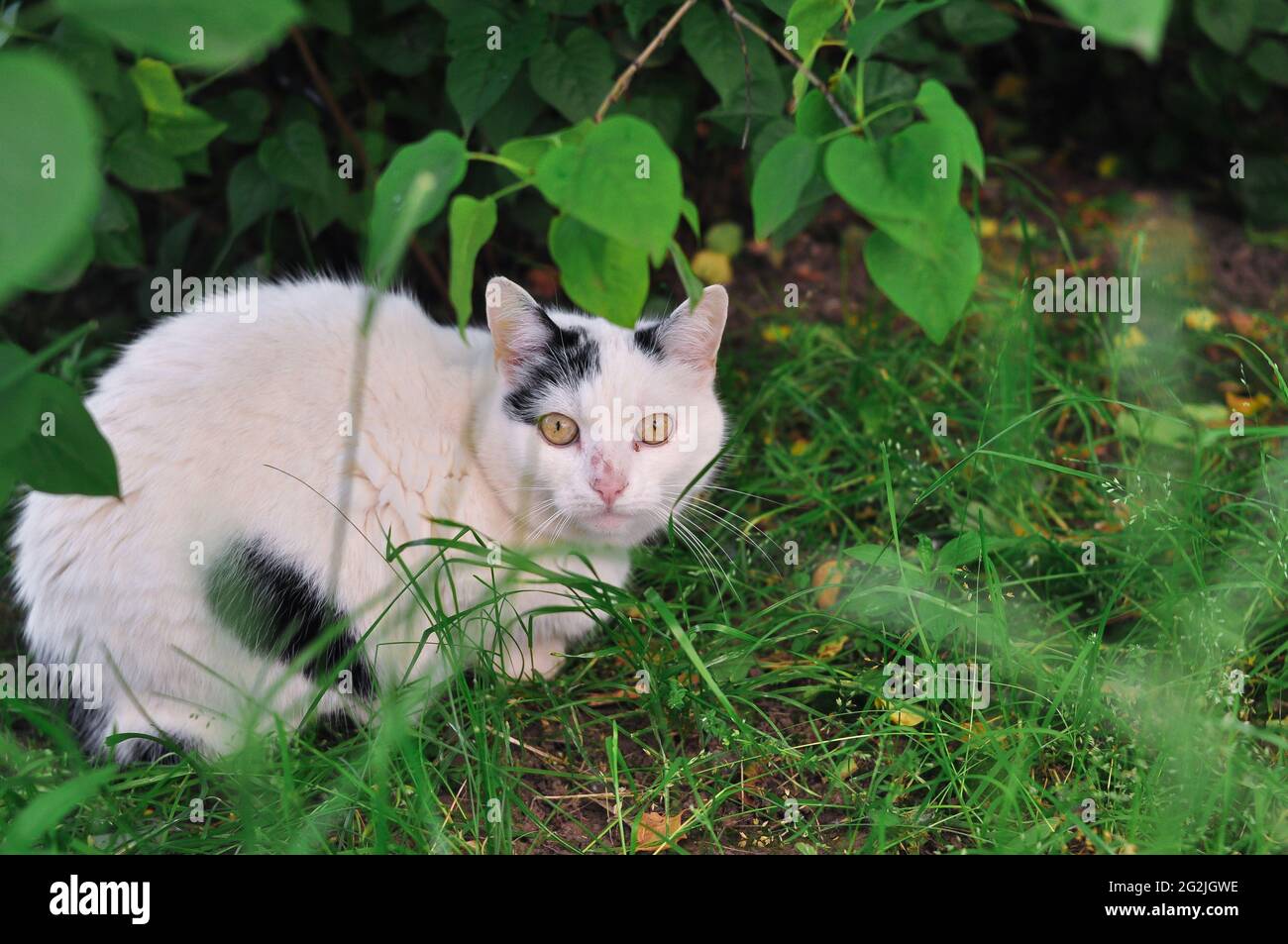Cat in apple tree hi-res stock photography and images - Alamy