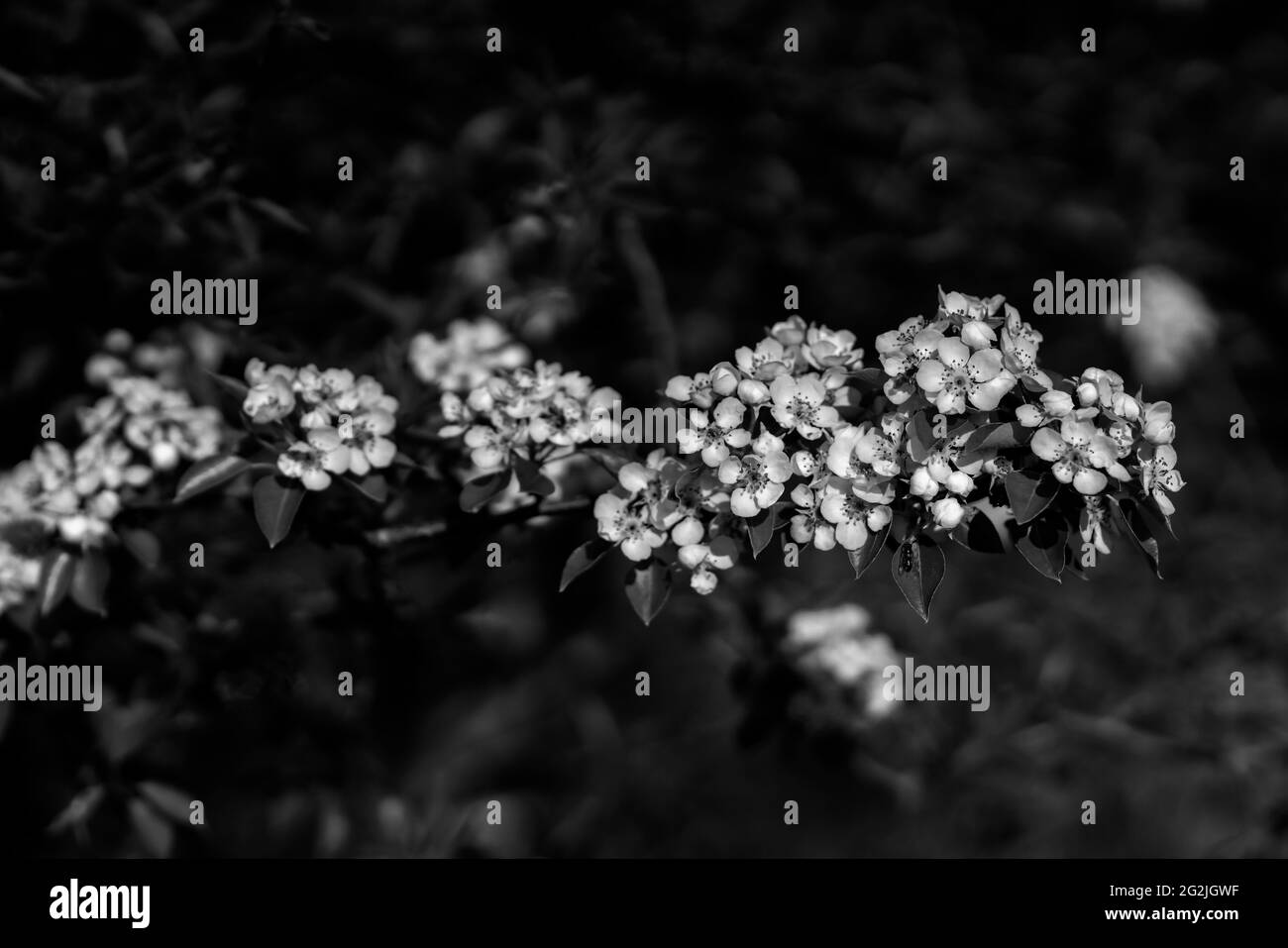 Young flowering tree in the forest in spring, selective sharpness, black and white Stock Photo