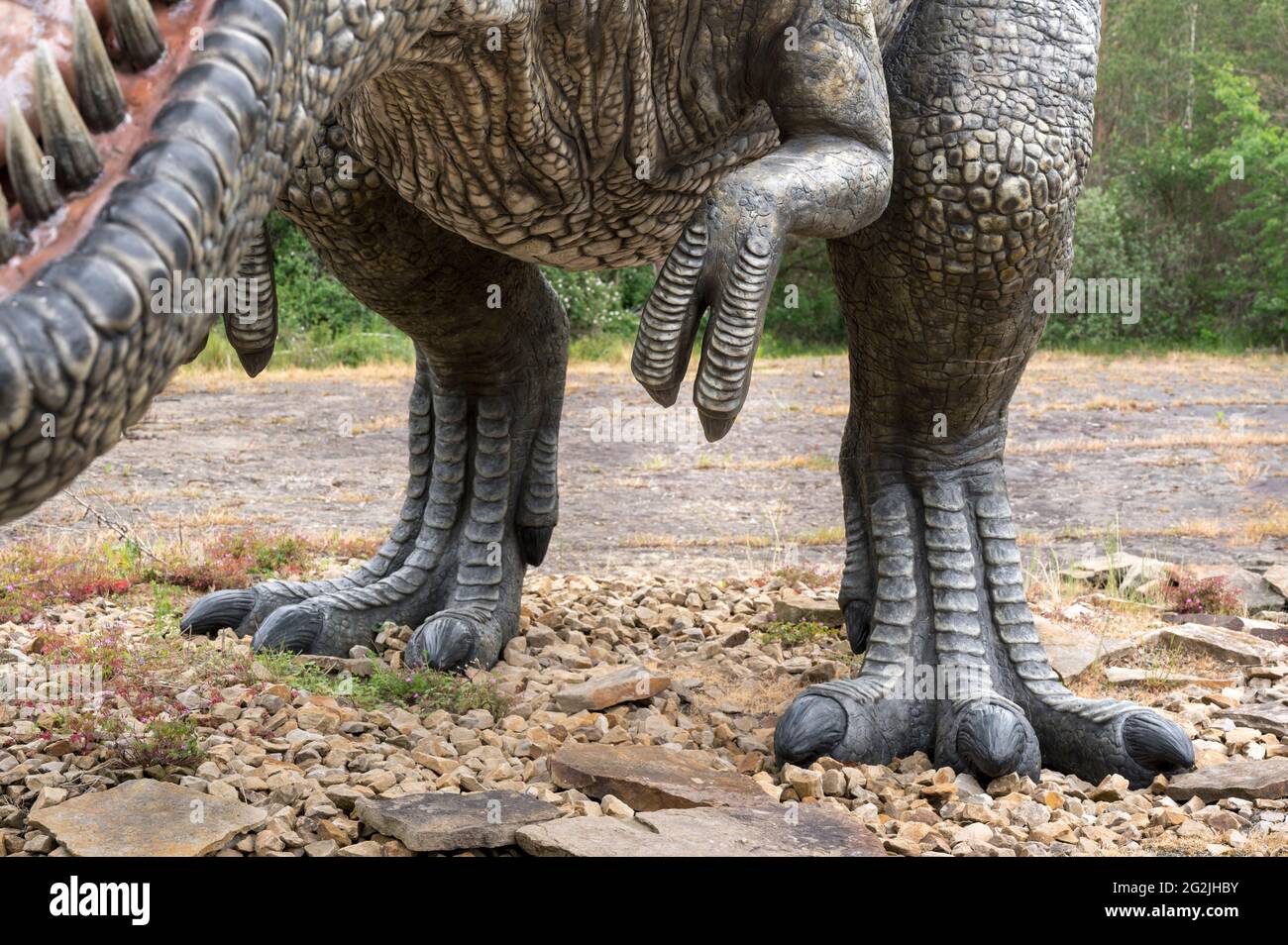 Dinosaur Tyrannosaurus as a model in Dinopark Münchehagen near Hanover. Lived in North America about 66 million years ago, was about 13m long and weighed 6t. Model: Wild Creations UK / Universal Pictures DE Stock Photo