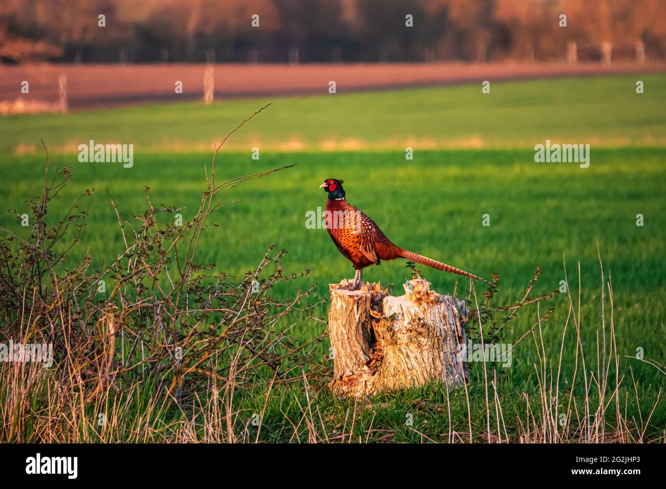 Pheasant, Fehmarn Island, Baltic Sea Stock Photo