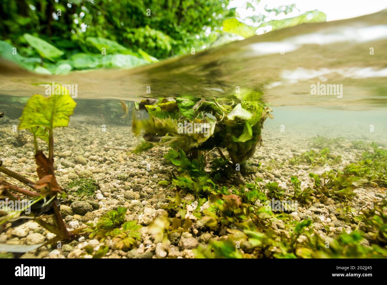 Swamp landscape under and over water Stock Photo