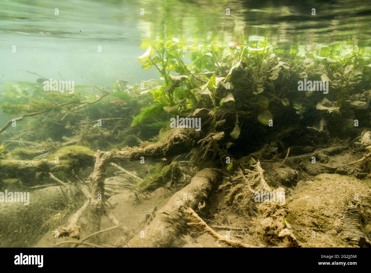 Swamp landscape under water Stock Photo Alamy