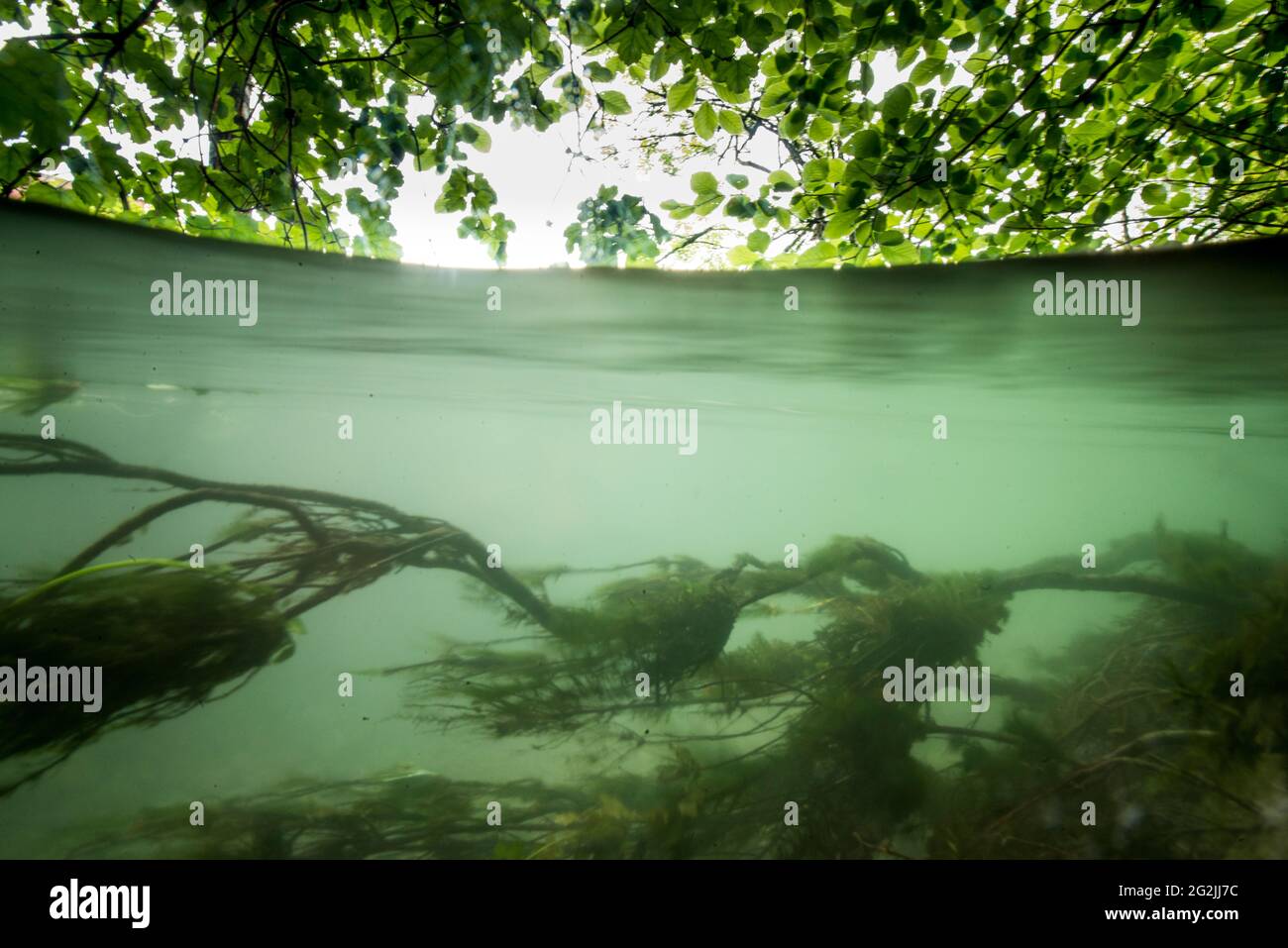 Swamp landscape under and over water Stock Photo