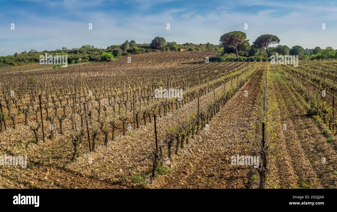 Vineyard near Cazerdanes in spring. Stock Photo