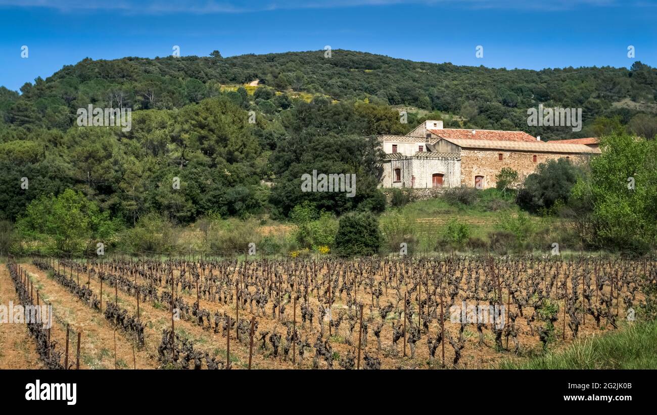 Vineyard at Saint Chinian in spring. Stock Photo