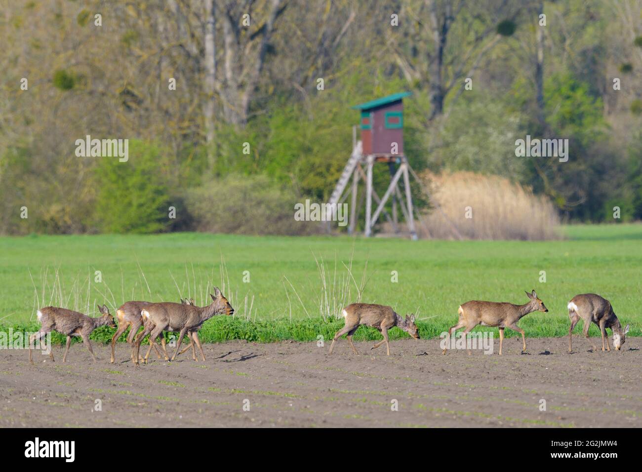 Leap roe deer (Capreolus capreolus) changes over a field, in the background a high seat, spring, April, Hesse, Germany Stock Photo