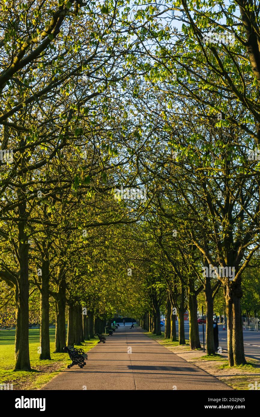 England, London, Greenwich, Greenwich Park, Avenue of Trees Stock Photo