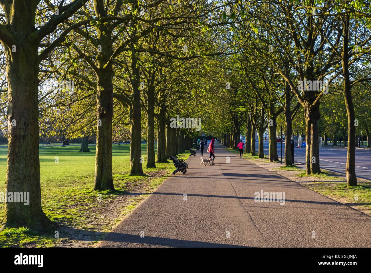 England, London, Greenwich, Greenwich Park, Avenue of Trees Stock Photo