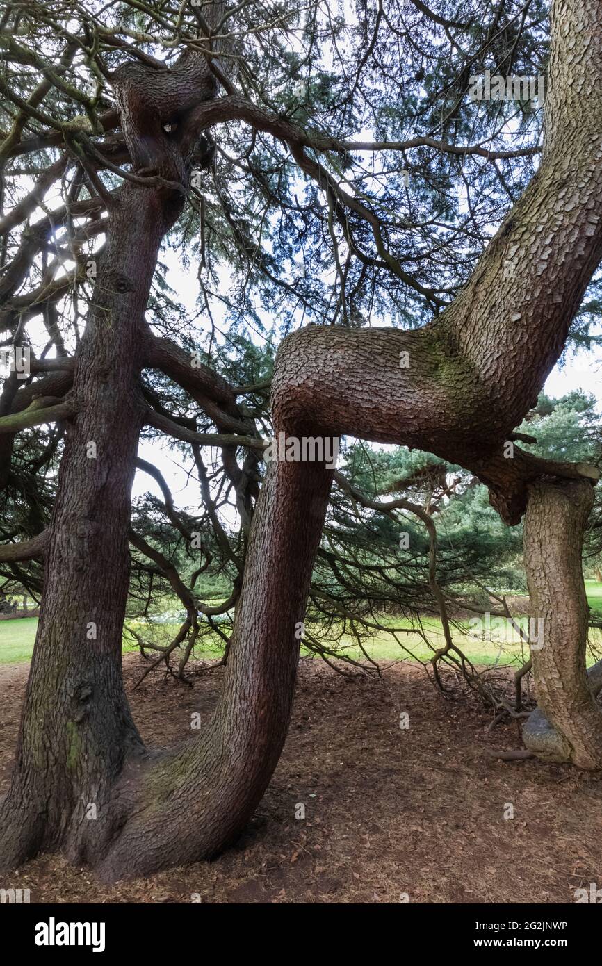 England, London, Greenwich, Greenwich Park, The Flower Garden, Twisted Branches of White Pine Tree Stock Photo