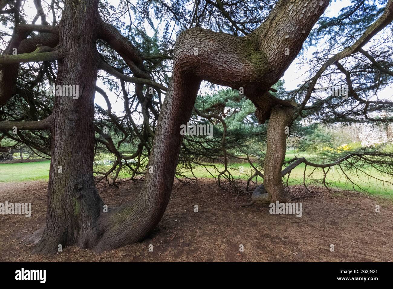 England, London, Greenwich, Greenwich Park, The Flower Garden, Twisted Branches of White Pine Tree Stock Photo