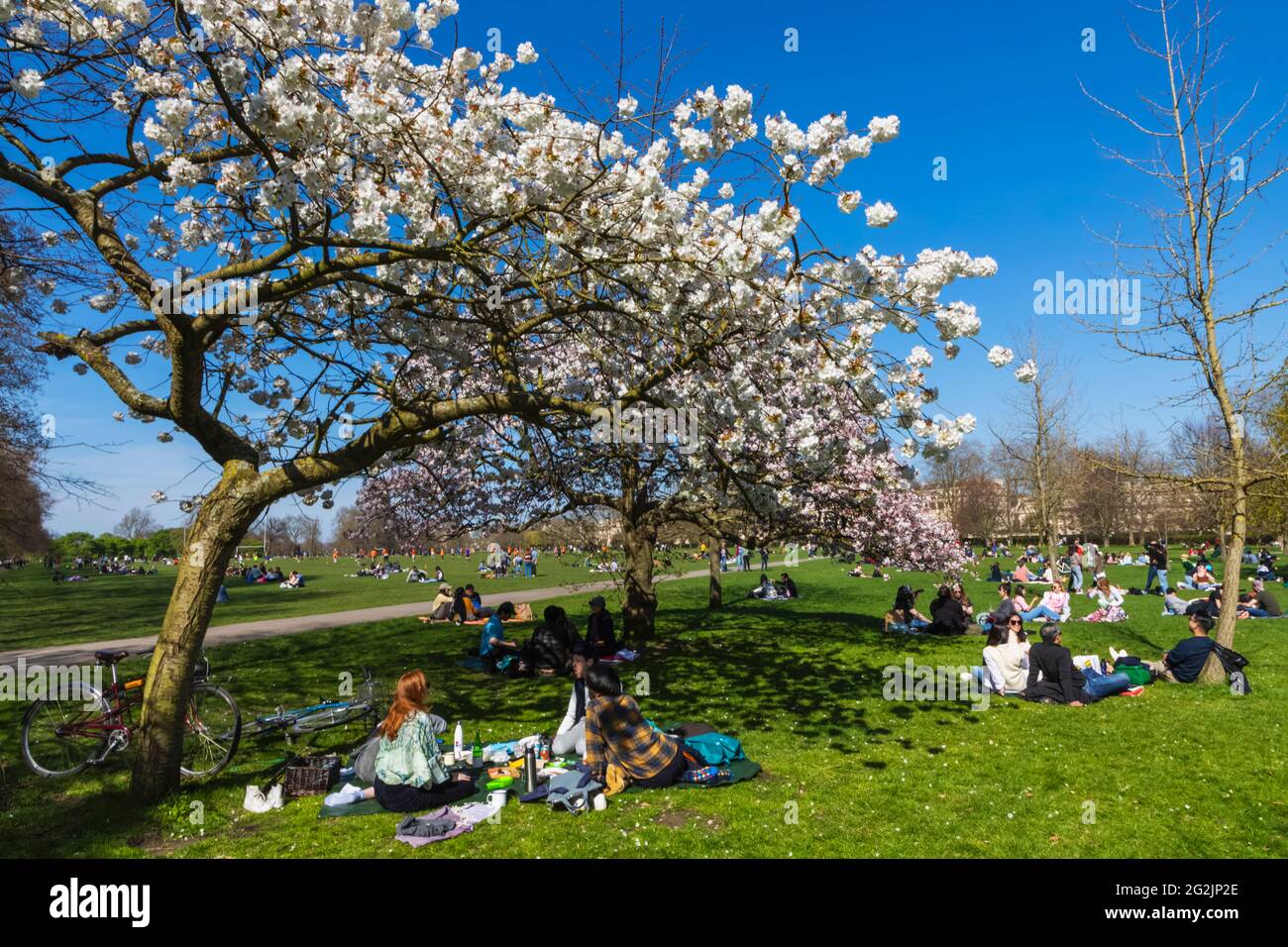 England, London, Regent's Park, Group of Young People Picnicking under Cherry Blossom Stock Photo
