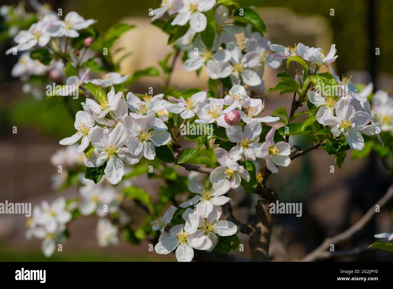 Apple tree in full bloom in spring Stock Photo Alamy