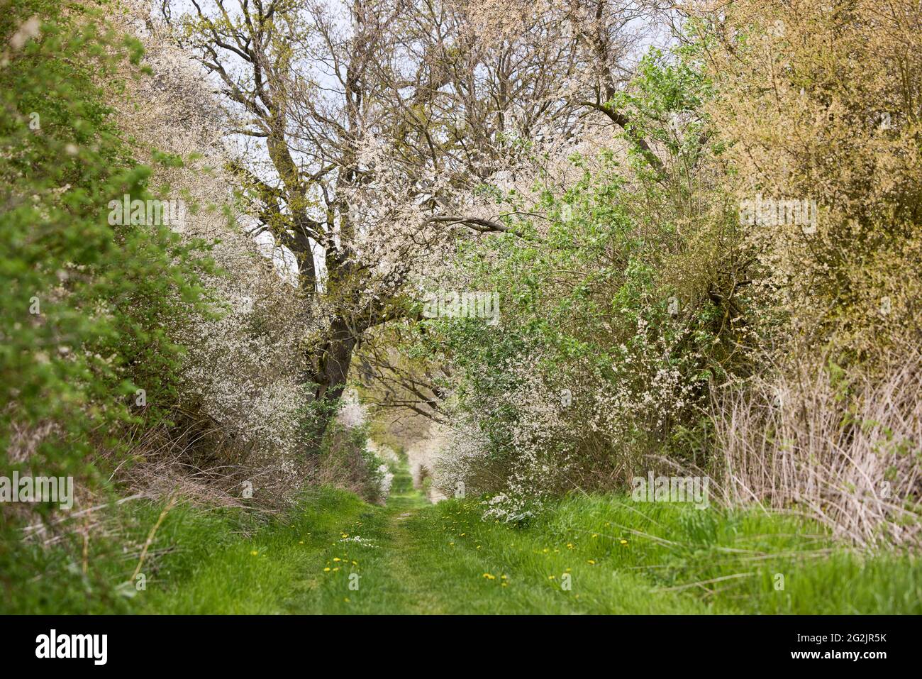 Germany, Mecklenburg-Western Pomerania, landscape, country lane, hawthorn Stock Photo