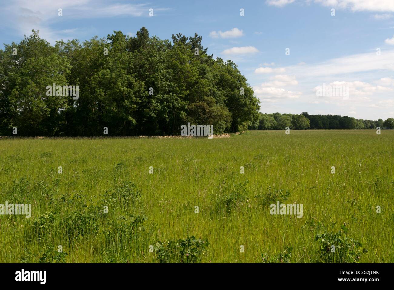 Bletchingdon Park estate, Oxfordshire, England, UK Stock Photo Alamy
