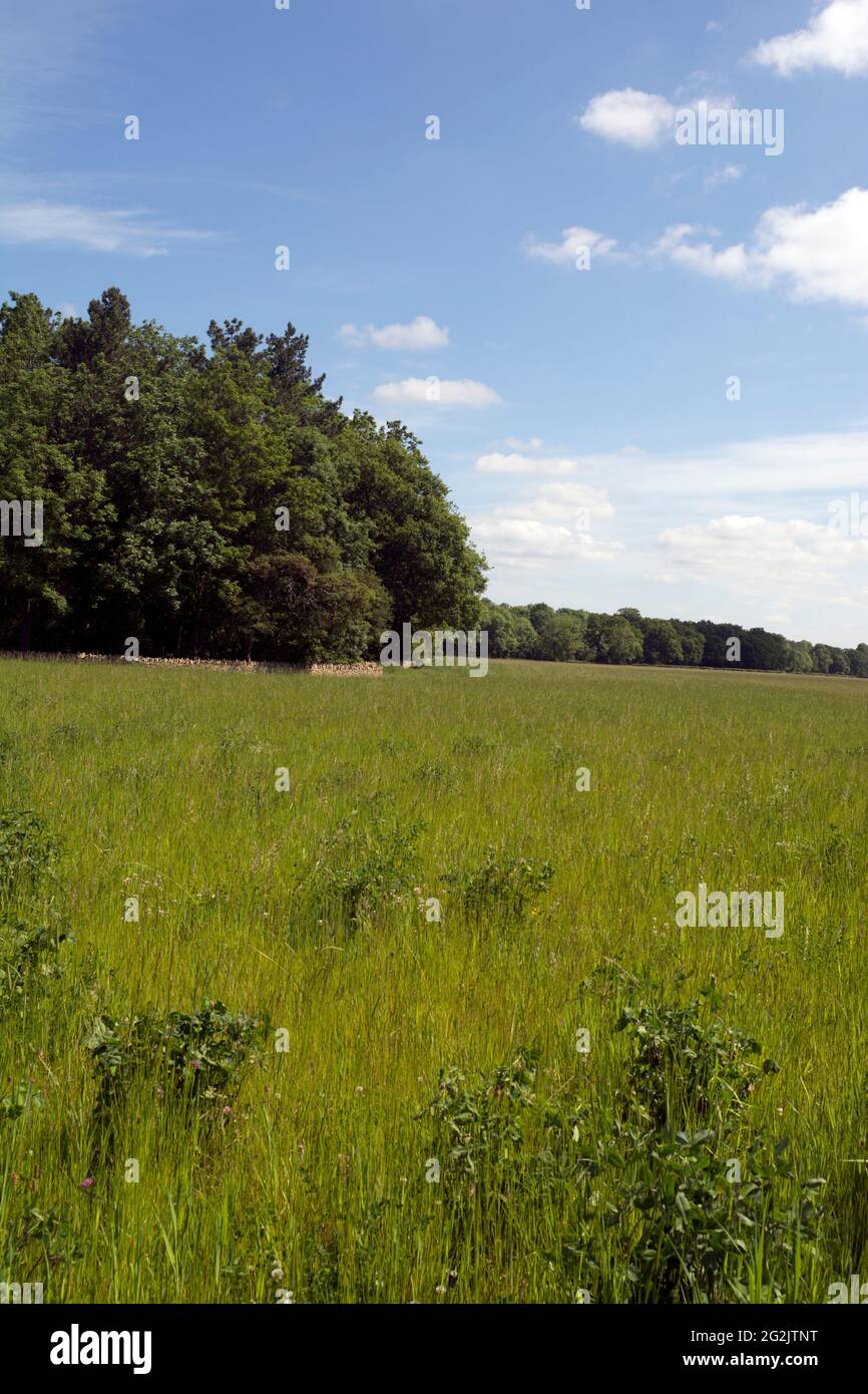 Bletchingdon Park estate, Oxfordshire, England, UK Stock Photo Alamy
