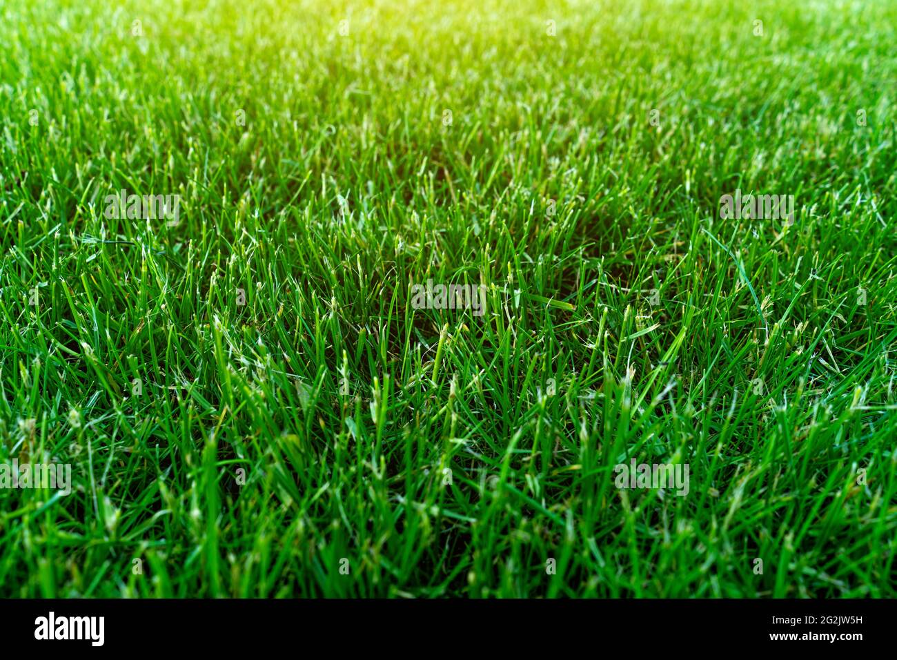 Artificial green grass texture background Stock Photo - Alamy