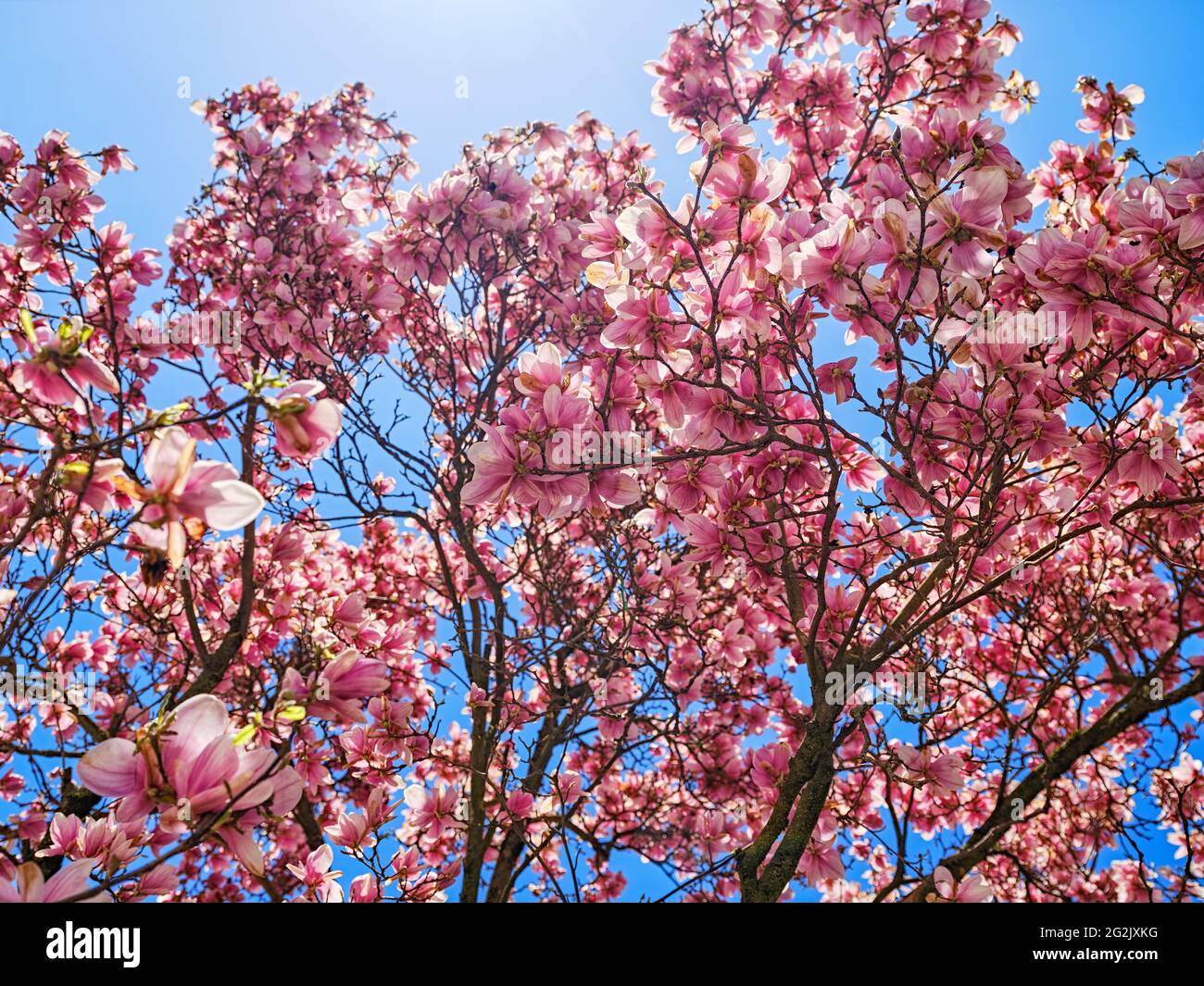 Magnolia tree, magnolia, blooming magnolia tree, blooming magnolia, sunny, blue sky, blossoms, tree, branches Stock Photo