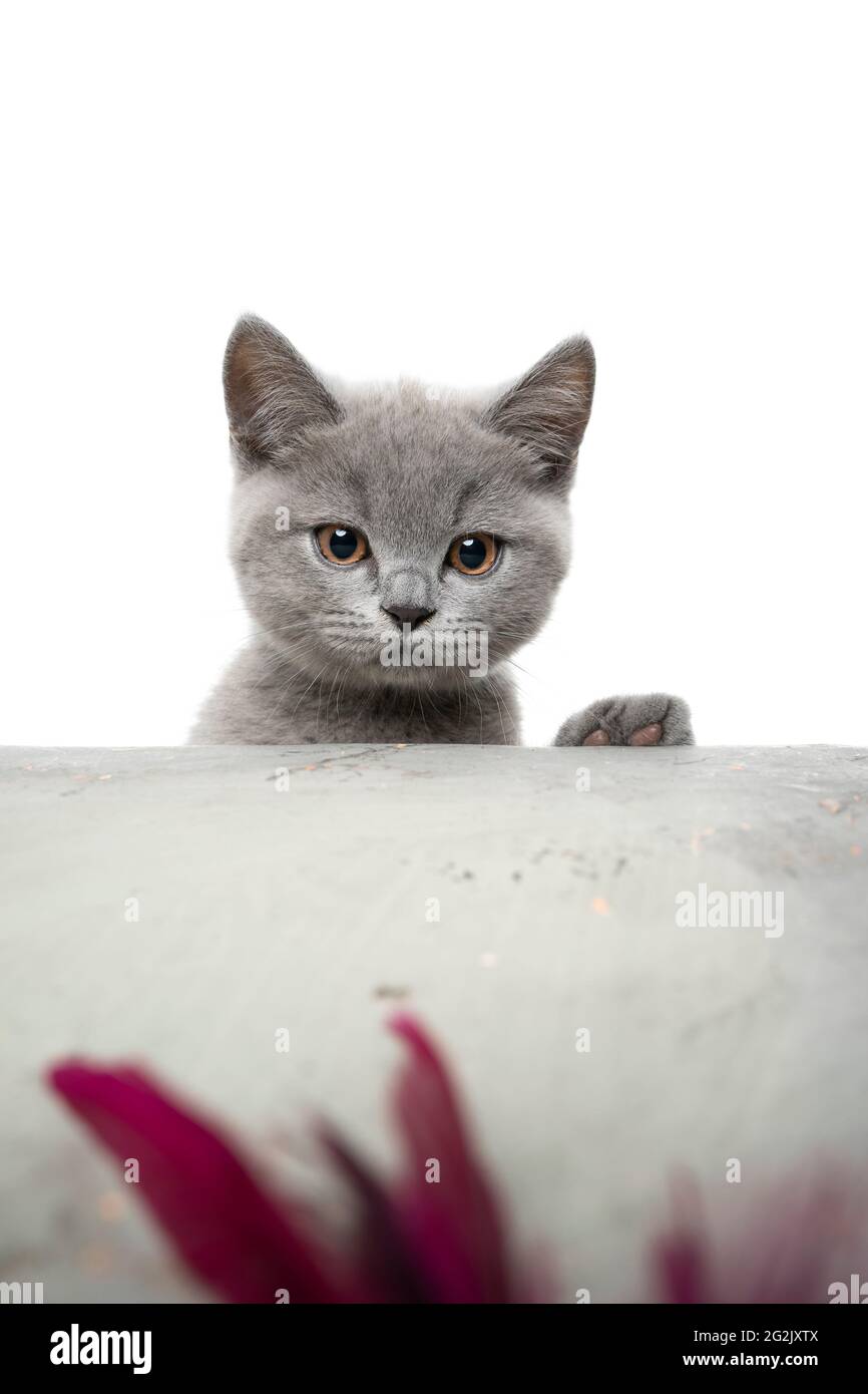 cute playful british shorthair kitten rearing up on concrete table looking at feather Stock Photo
