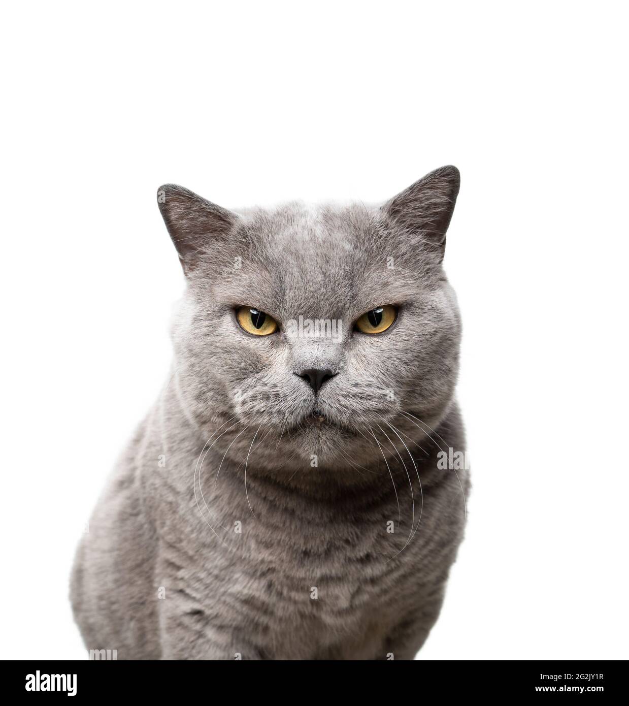 Angry face of a walking white and black Domestic short-haired cat on the  grass in blur background. Stock Photo by wirestock