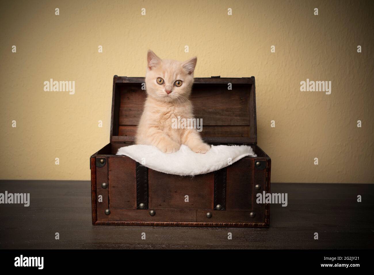 cute fawn british shorthair kitten inside of treasure box portrait with copy space Stock Photo