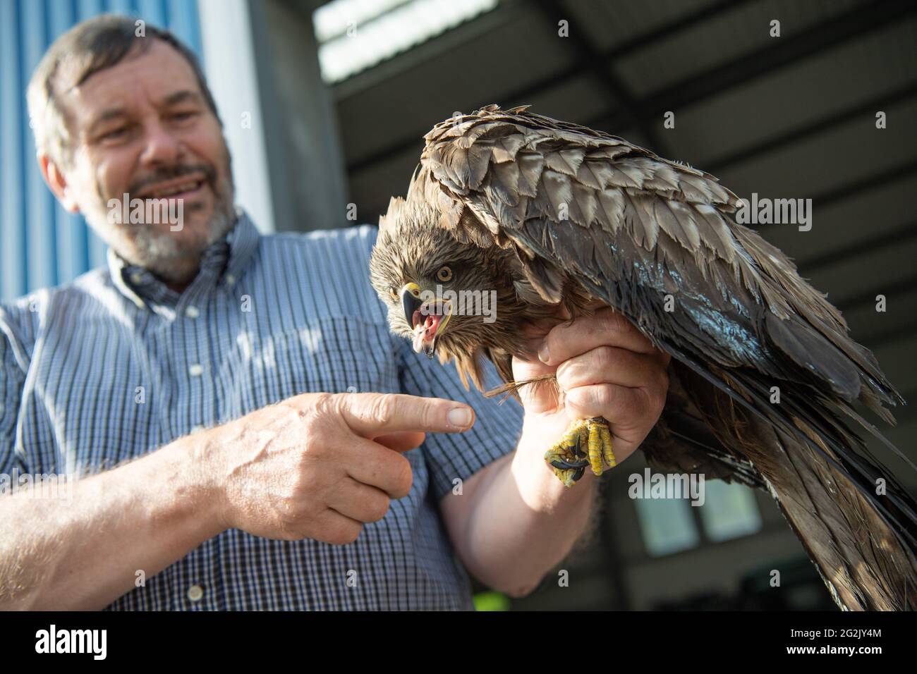 Wiesbaden, Germany. 12th June, 2021. The bird ringers and ornithologist Reinhard Vohwinkel caught a black kite at the landfill site in Wiesbaden in order to ring it afterwards. A large colony of birds of prey lives on the huge site. (to dpa 'Lunchtime in the garbage: Black kites dine in the landfill') Credit: Boris Roessler/dpa/Alamy Live News Stock Photo