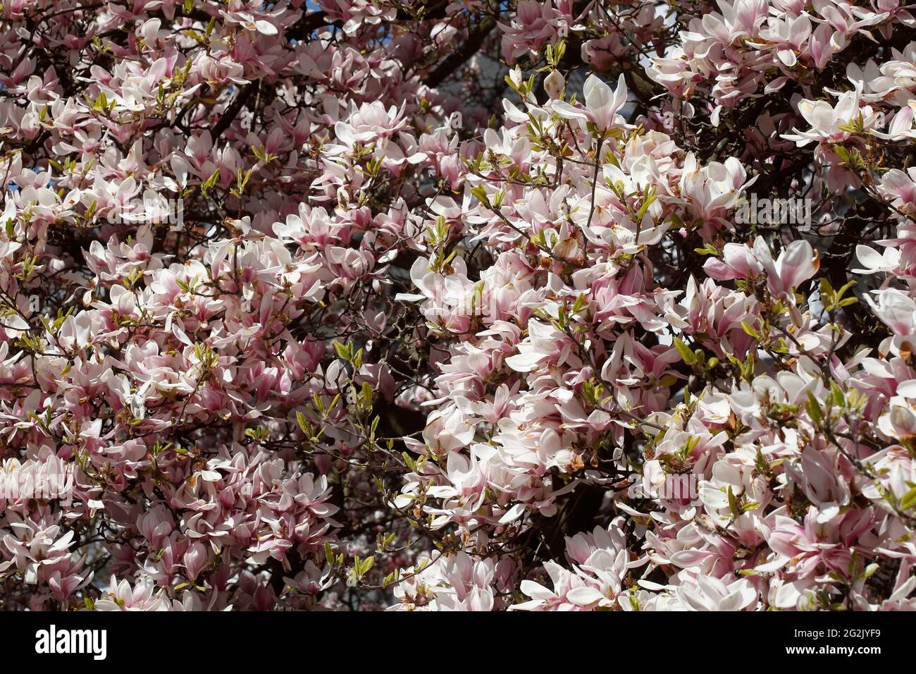 Pink magnolia blossoms on tree branches, Germany Stock Photo - Alamy