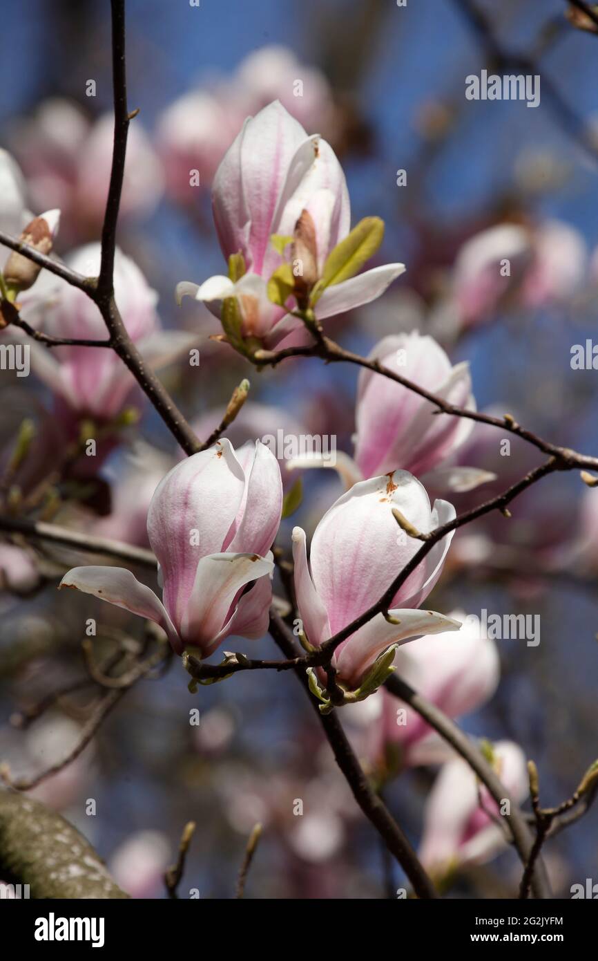 Pink magnolia blossoms on tree branches, Germany Stock Photo - Alamy