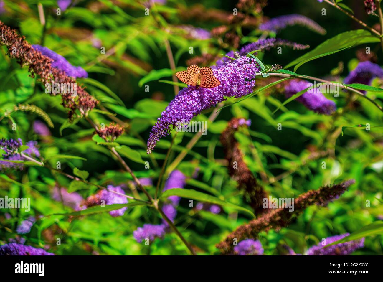 Butterfly on a purple wild flower Stock Photo - Alamy