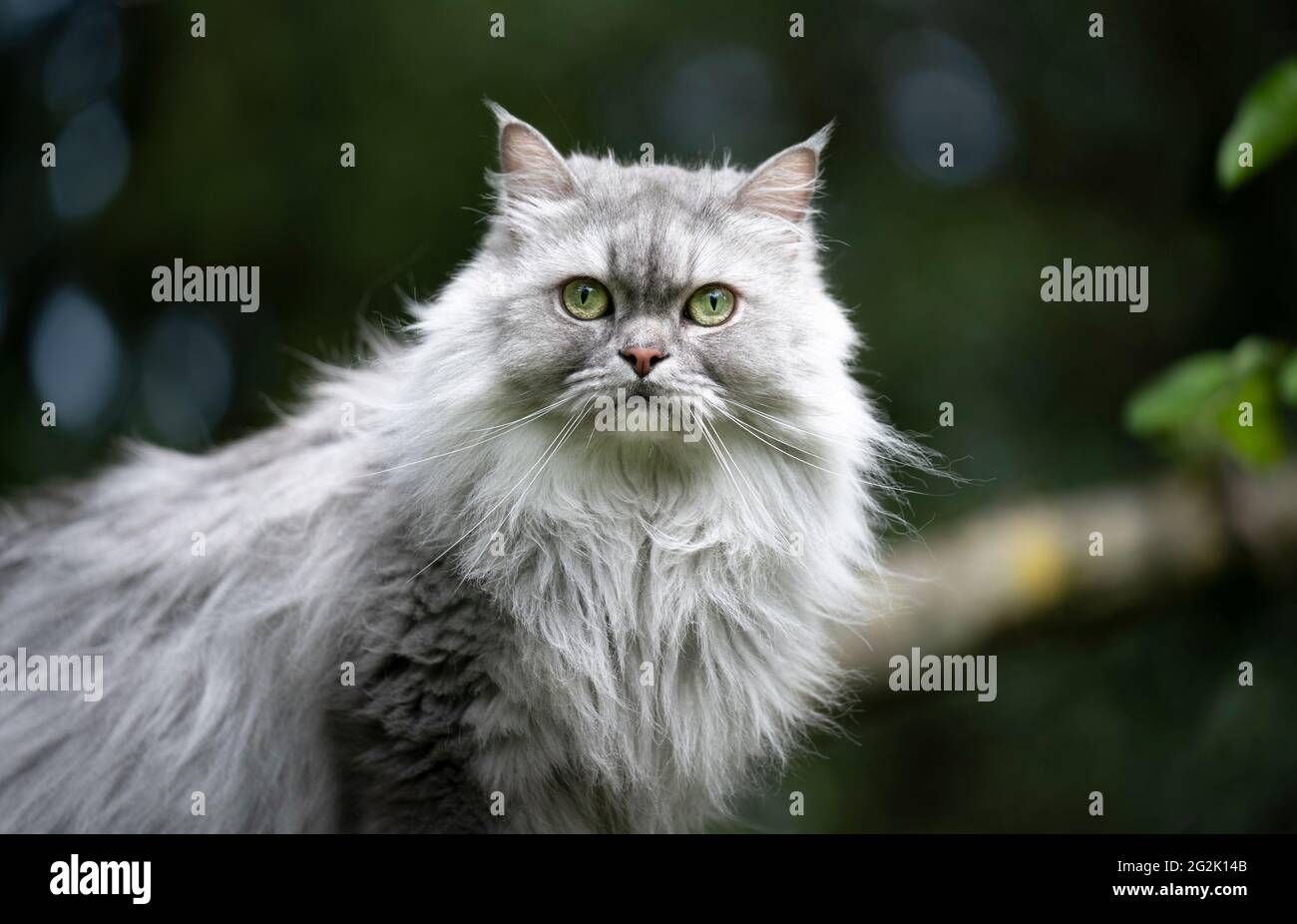 gray silver tabby british longhair cat outdoors in nature portrait looking at camera Stock Photo