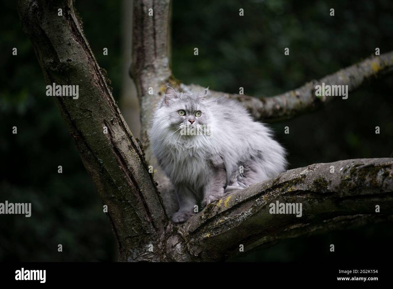 Long haired silver tabby cat hi-res stock photography and images - Alamy