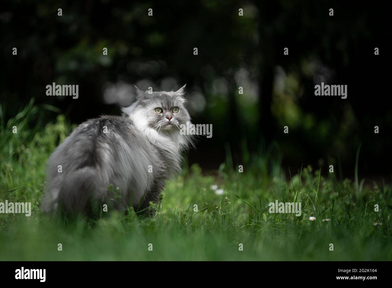 British longhair cat garden hi-res stock photography and images - Alamy