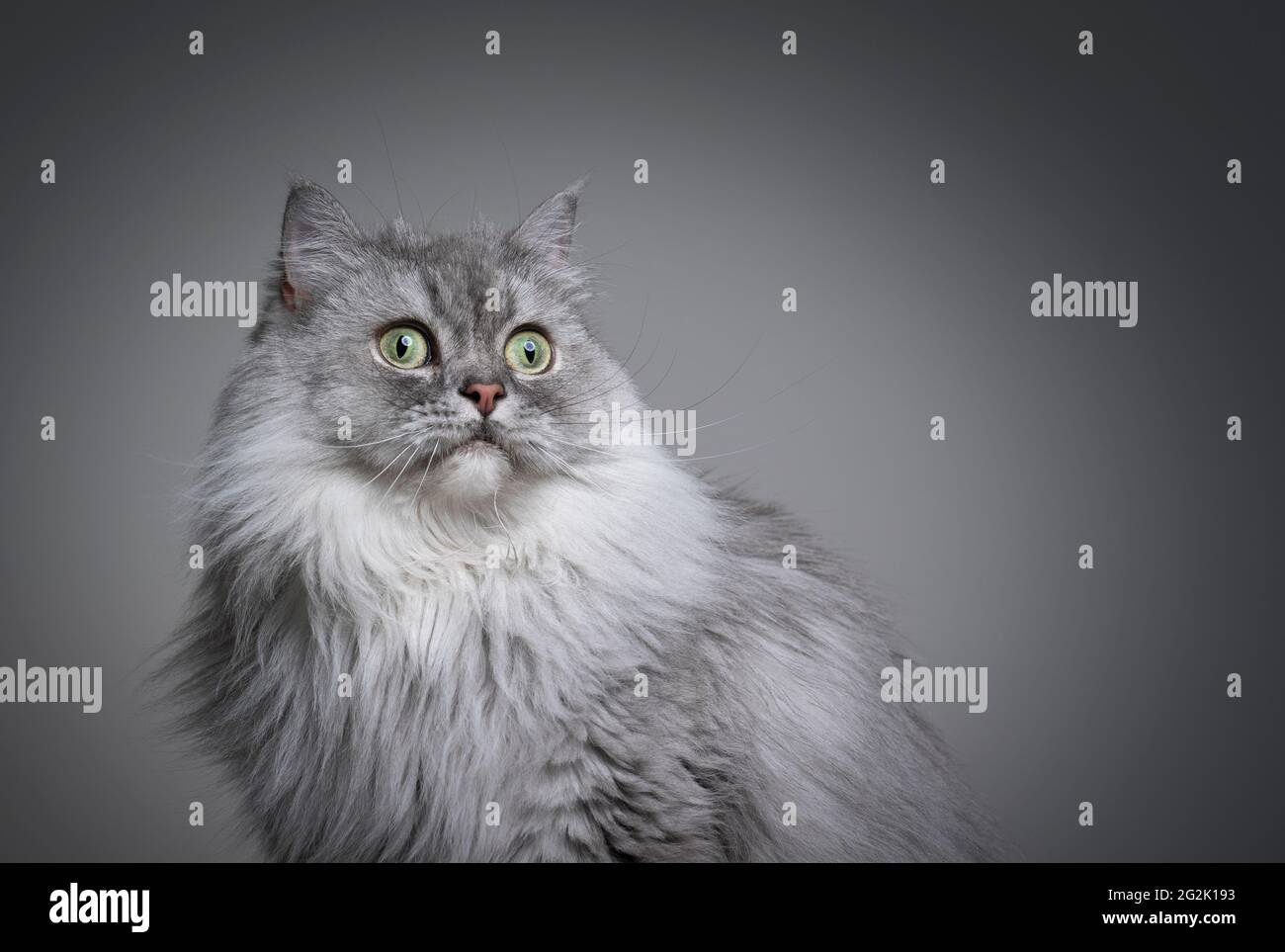 beautiful gray silver tabby british longhair cat portrait on gray background with copy space Stock Photo