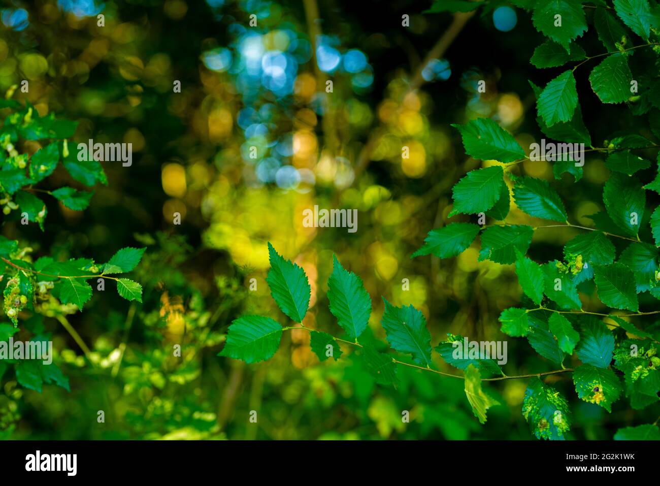 Green leaves on a tree in the forest, selective sharpness, sharpness in ...