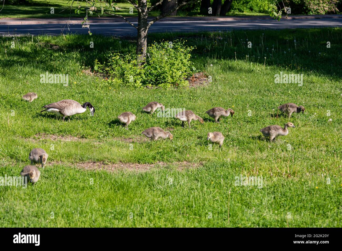 Canada goose (Branta canadensis) with goslings on roadside in Munkkiniemi district of Helsinki, Finland Stock Photo